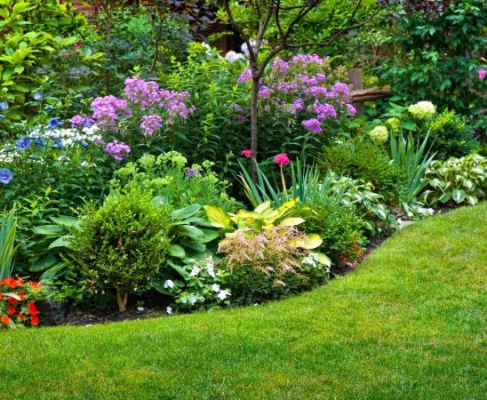 18 Full-Sun Shrubs That Thrive in Hot Climates - Bob Vila